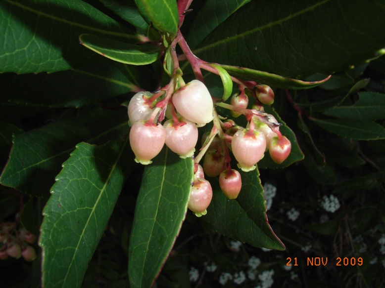 Arbutus unedo